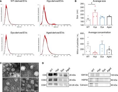 Extracellular vesicle-derived miRNAs improve stem cell-based therapeutic approaches in muscle wasting conditions